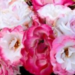 white and Pink bunch
